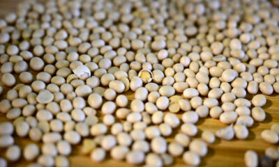 Soy Isoflavones Boost Attention and Processing Speed in Children, New Study Reveals