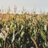 WATCH: Drone Finds Lost 3-Year-Old Boy in Massive Cornfield, Half a Mile From Home