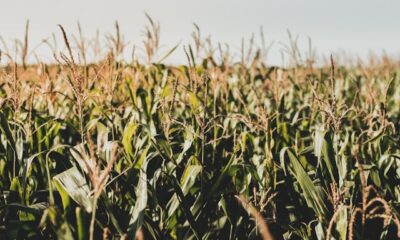 WATCH: Drone Finds Lost 3-Year-Old Boy in Massive Cornfield, Half a Mile From Home