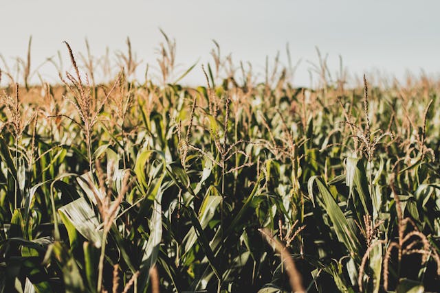 WATCH: Drone Finds Lost 3-Year-Old Boy in Massive Cornfield, Half a Mile From Home