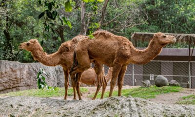 Zoo Trip Turned Sour As Reality Star Amy Slaton Arrested on Drug and Child Endangerment for Camel Bite