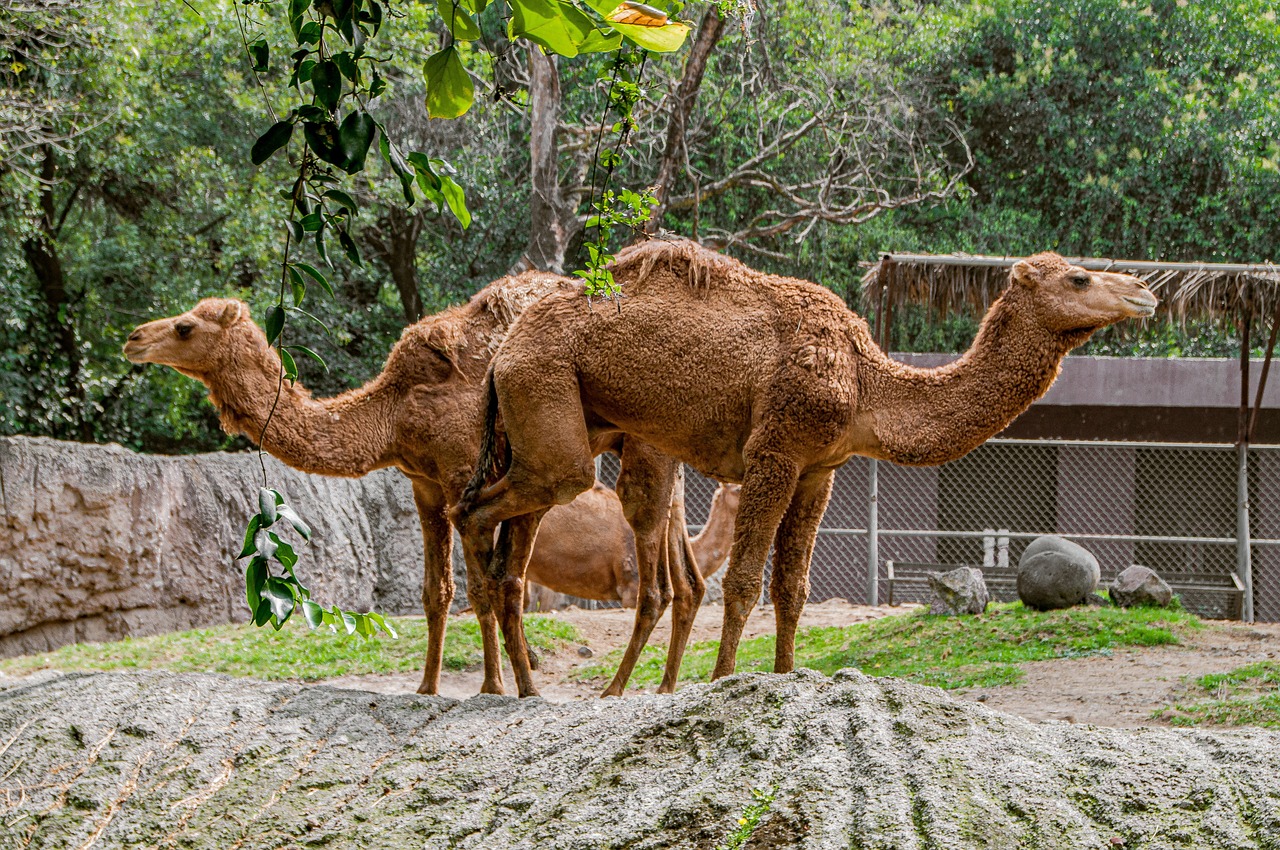 Zoo Trip Turned Sour As Reality Star Amy Slaton Arrested on Drug and Child Endangerment for Camel Bite